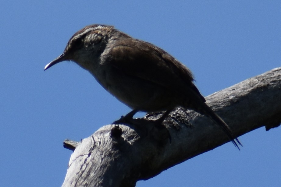 Bewick's Wren - ML637170313
