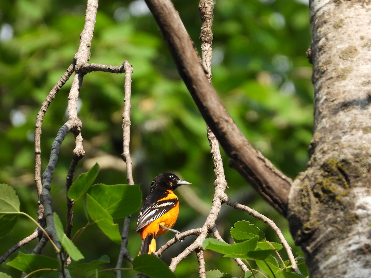 Baltimore Oriole - ML637170320
