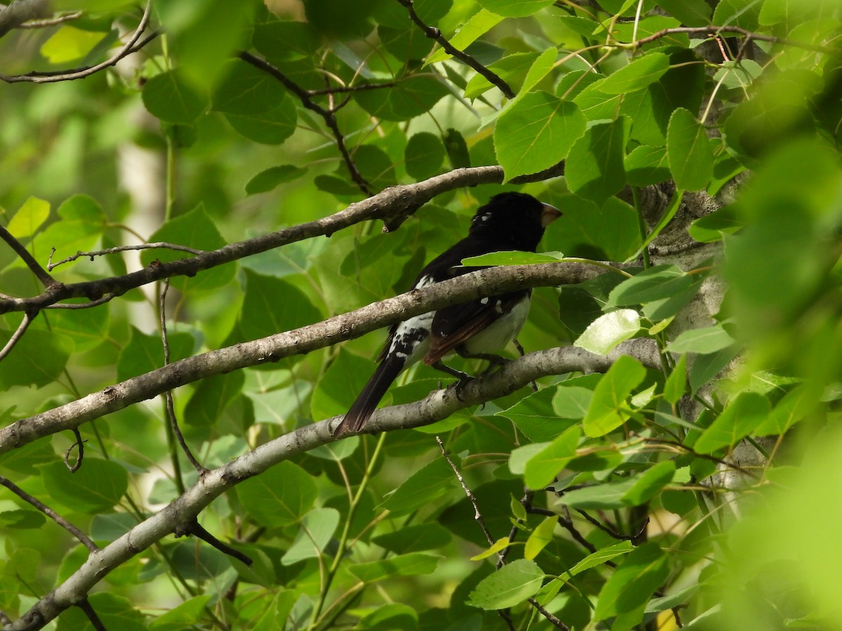 Rose-breasted Grosbeak - ML637170339
