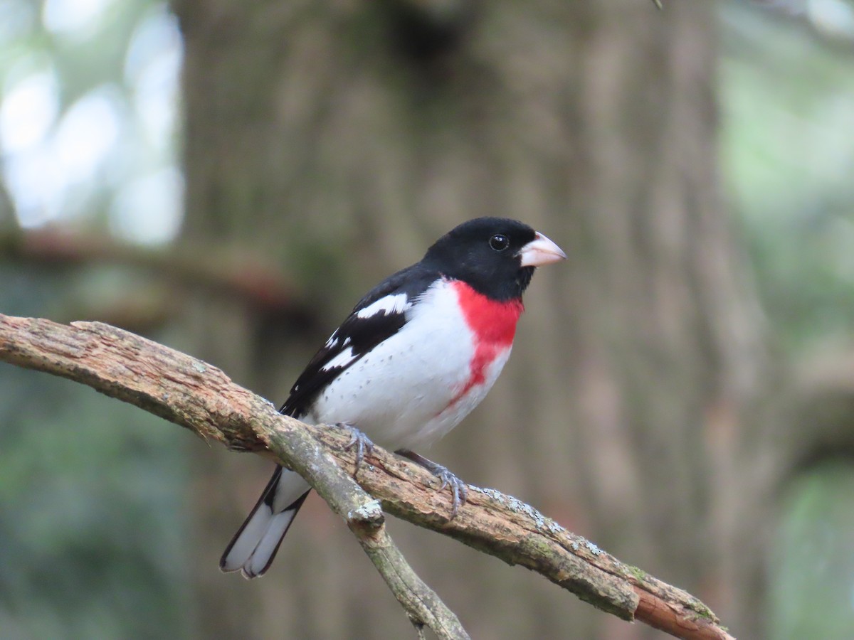 Rose-breasted Grosbeak - ML637170345