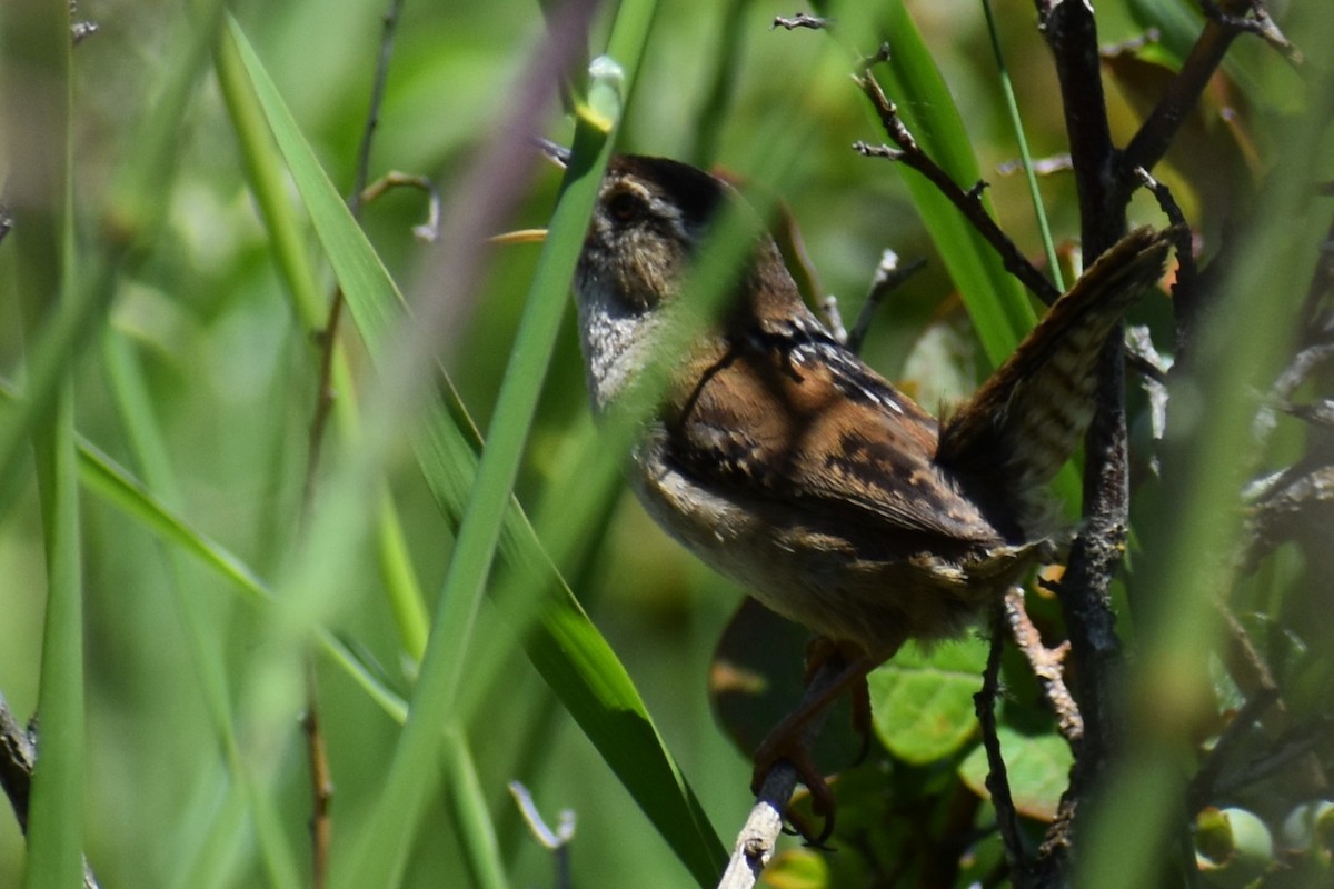Marsh Wren - ML637170352