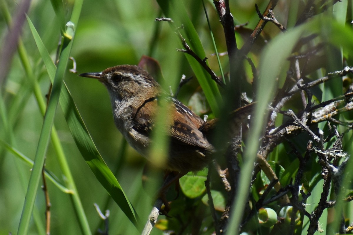 Marsh Wren - ML637170353