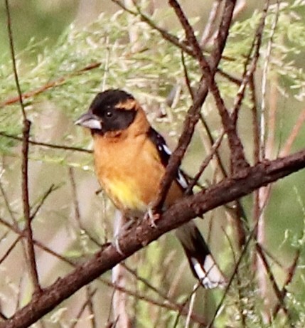 Black-headed Grosbeak - ML637170367