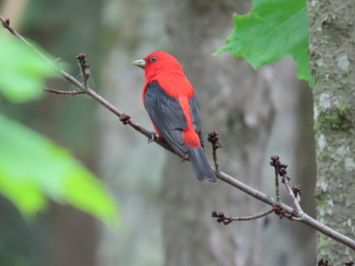 Scarlet Tanager - ML637170384