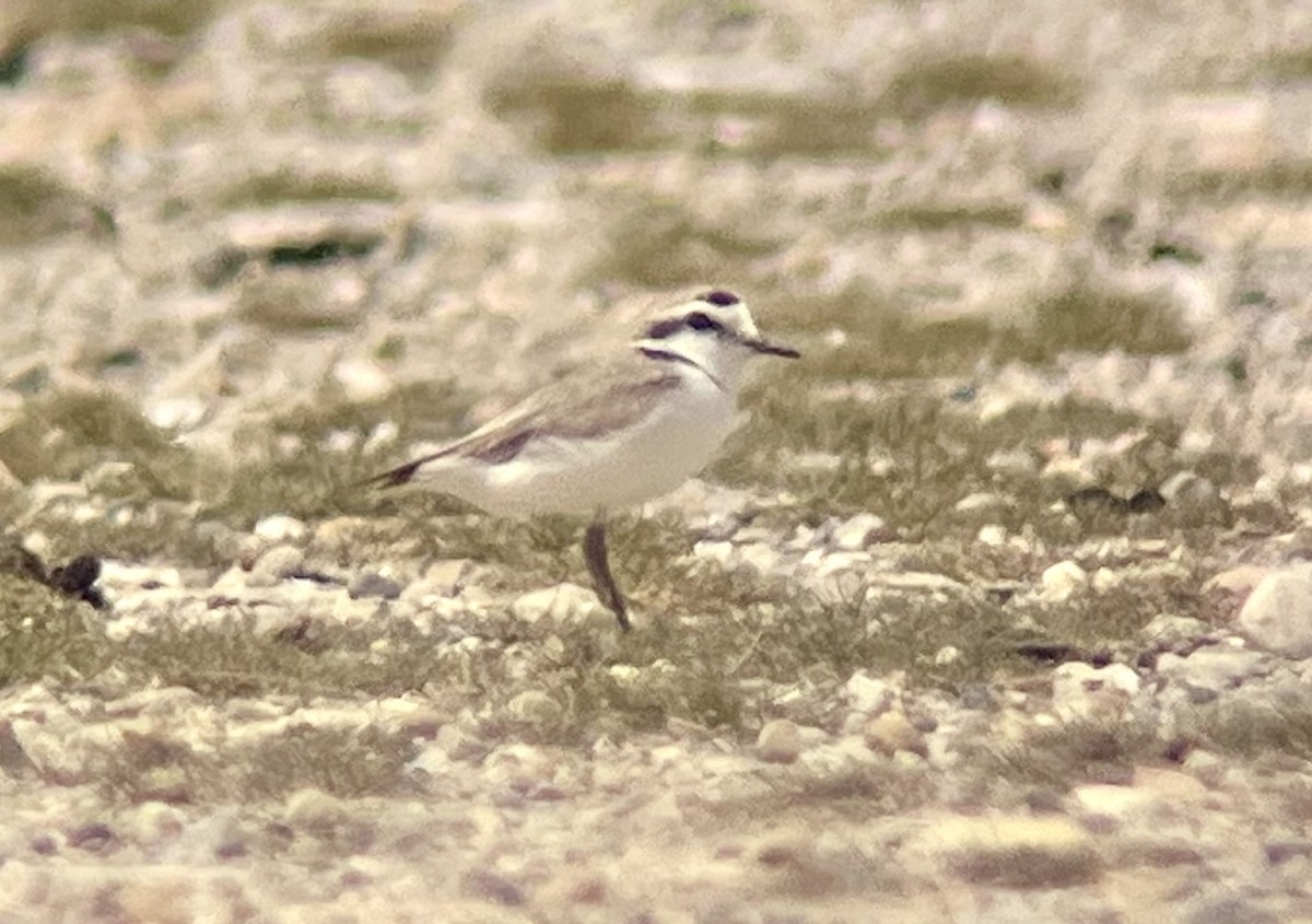 Snowy Plover - ML637170406