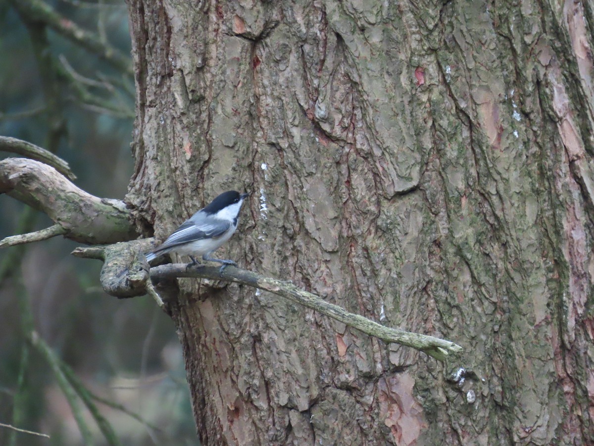 Black-capped Chickadee - ML637170418