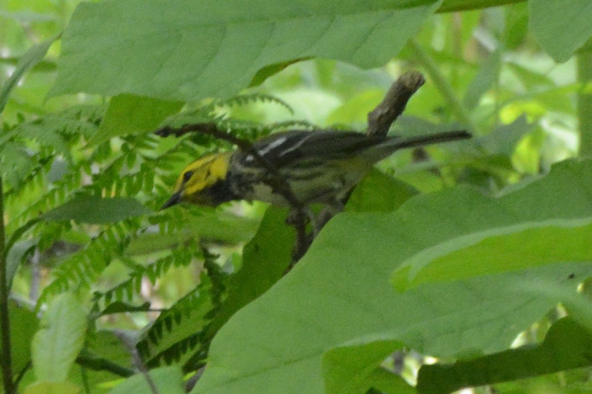 Black-throated Green Warbler - ML637170442