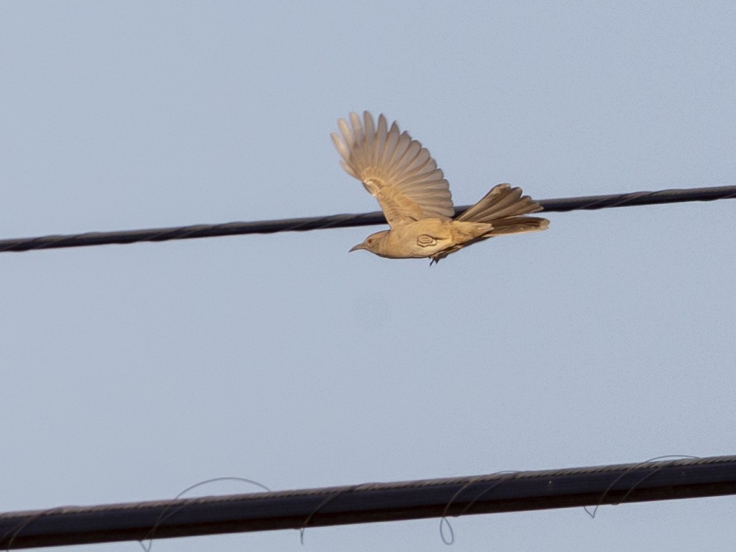 Bendire's Thrasher - ML637170460