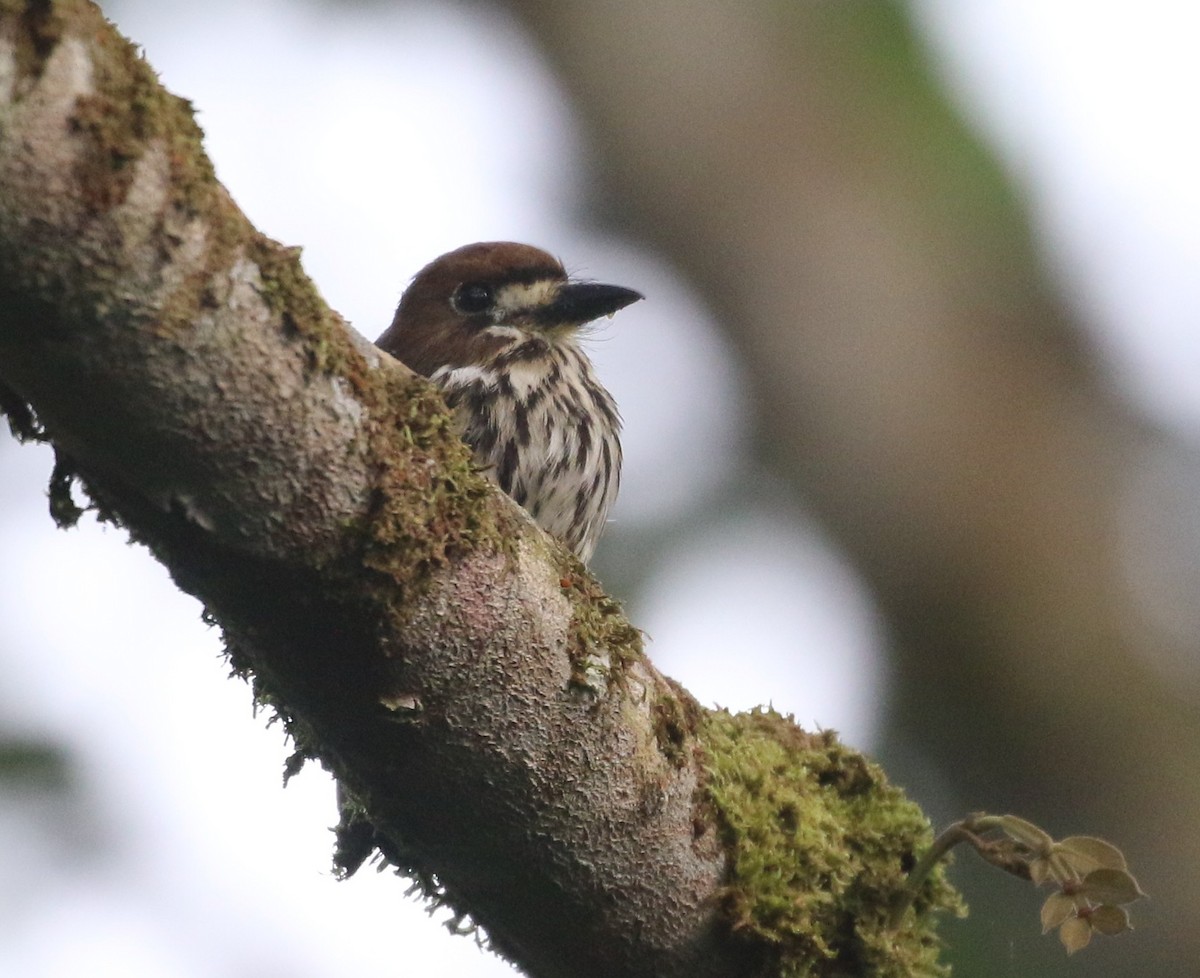 Streifenfaulvogel - ML637170559