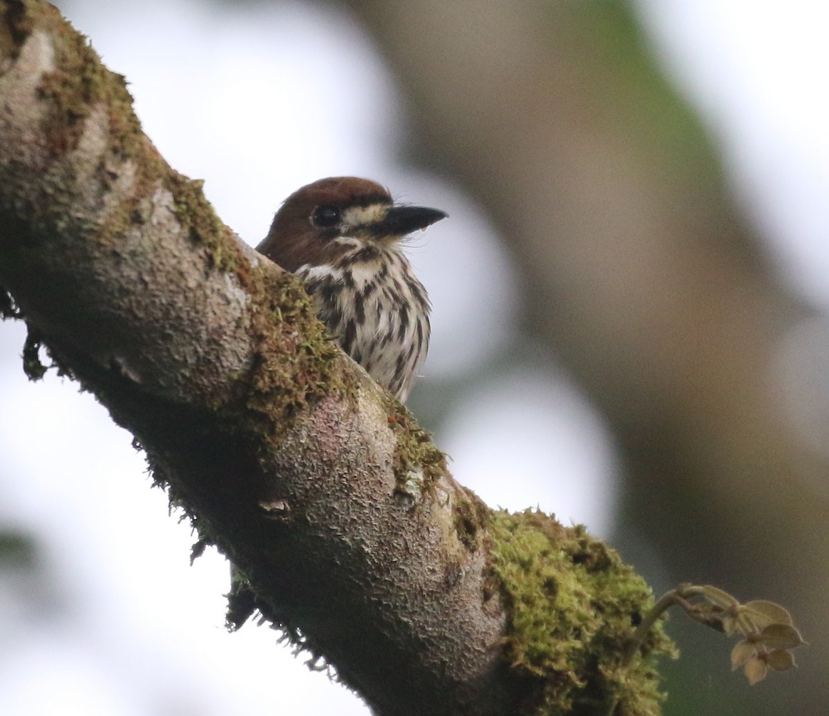 Streifenfaulvogel - ML637170565
