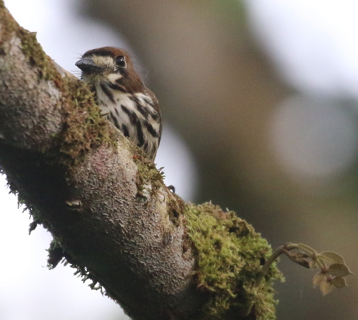 Streifenfaulvogel - ML637170575