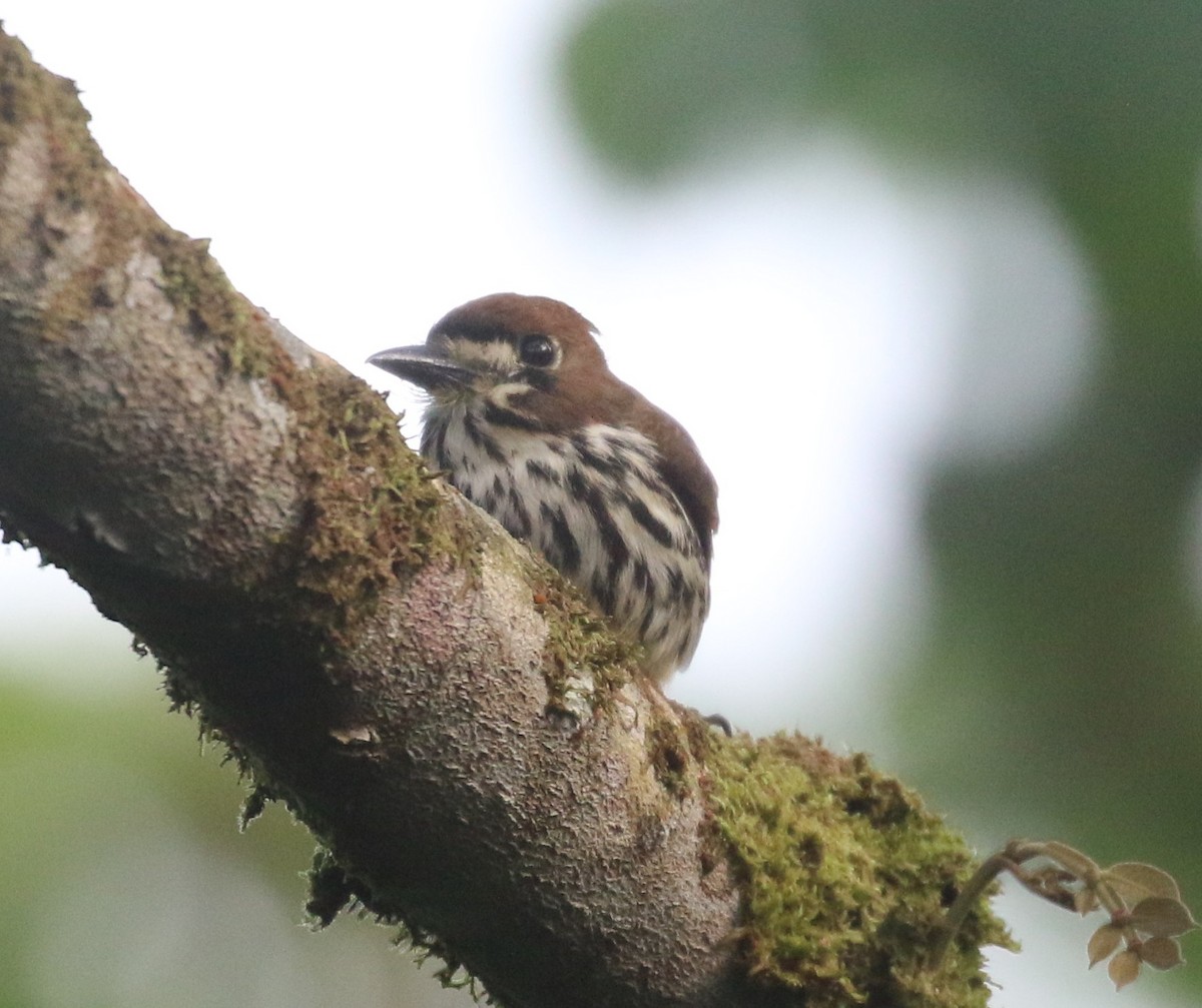 Streifenfaulvogel - ML637170586