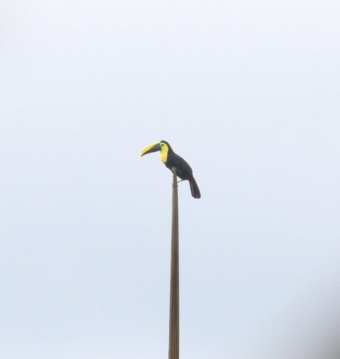 Choco Toucan - ML637170634