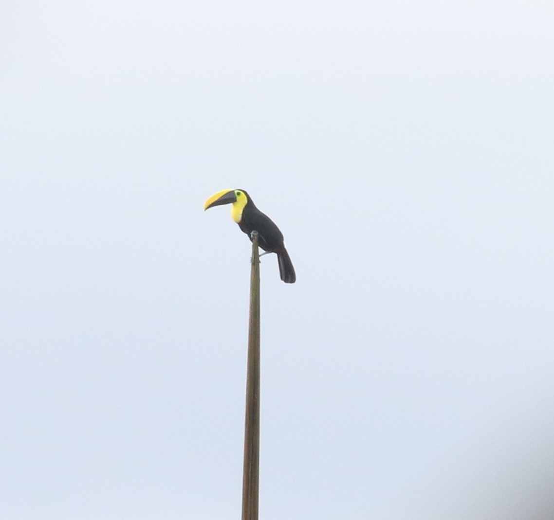 Choco Toucan - ML637170644