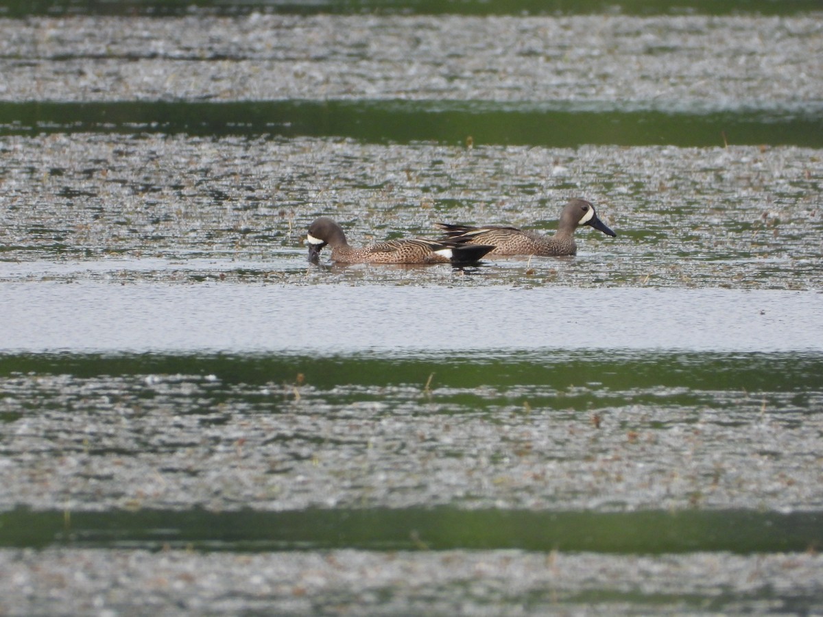 Blue-winged Teal - ML637170719
