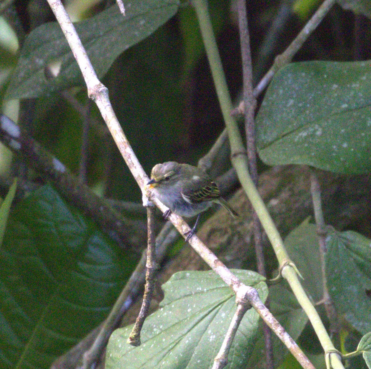 Choco Tyrannulet - ML637170757