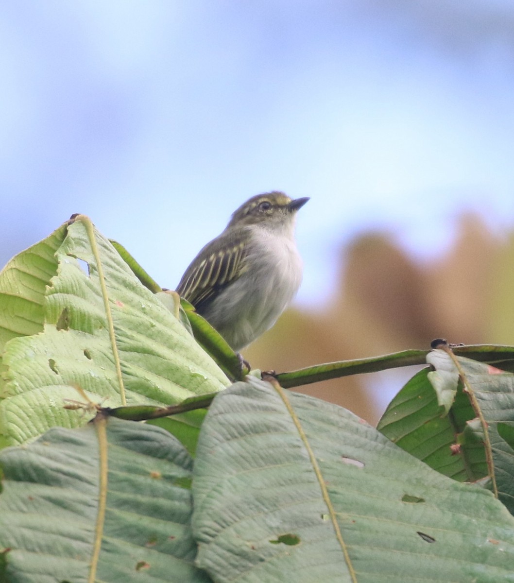 Choco Tyrannulet - ML637170760