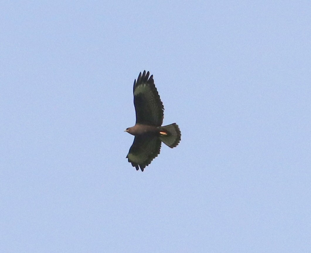 Upland Buzzard - ML637170807
