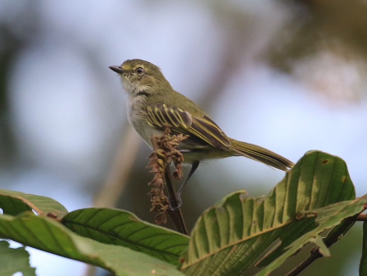 Choco Tyrannulet - ML637170838