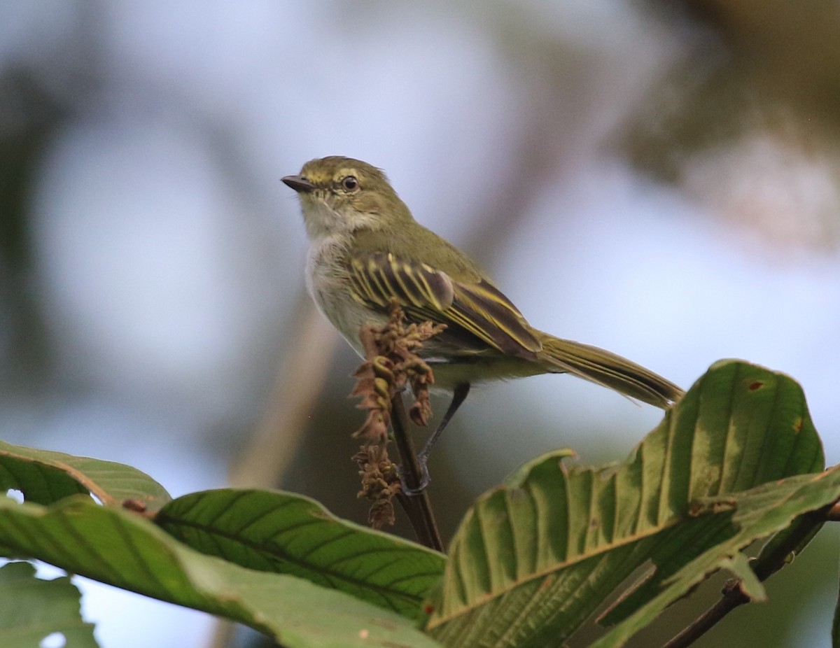 Choco Tyrannulet - ML637170839