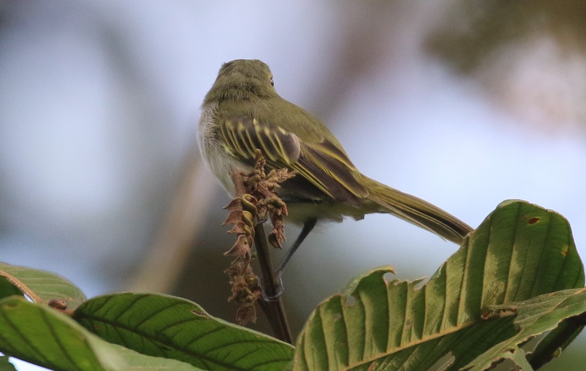 Choco Tyrannulet - ML637170843