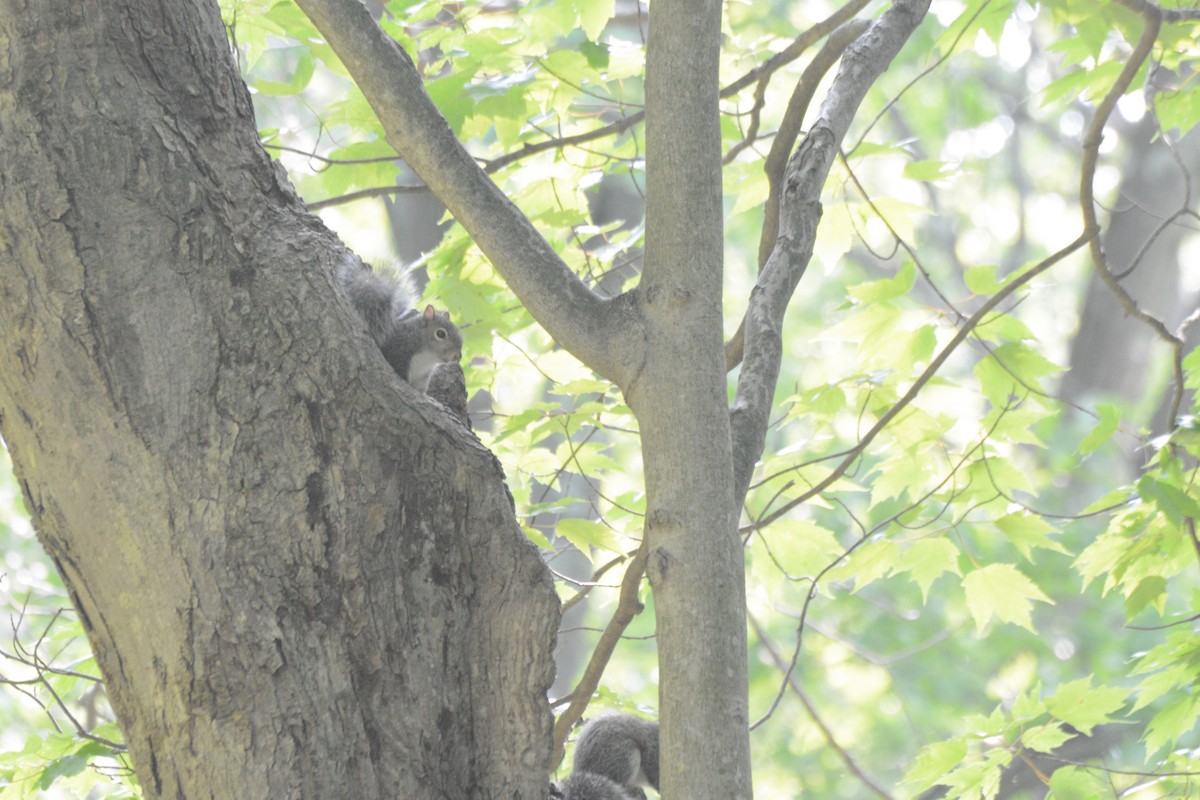 灰松鼠 - ML637170893