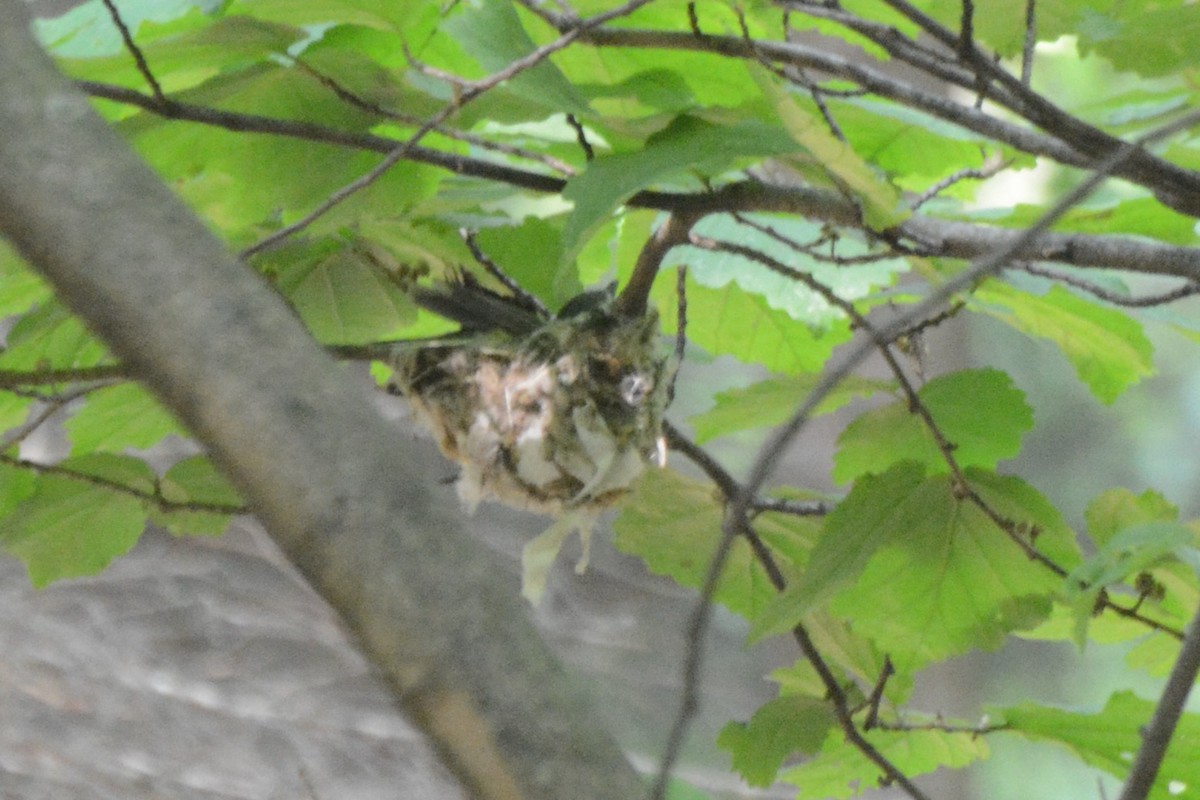 Blue-headed Vireo - ML637170919