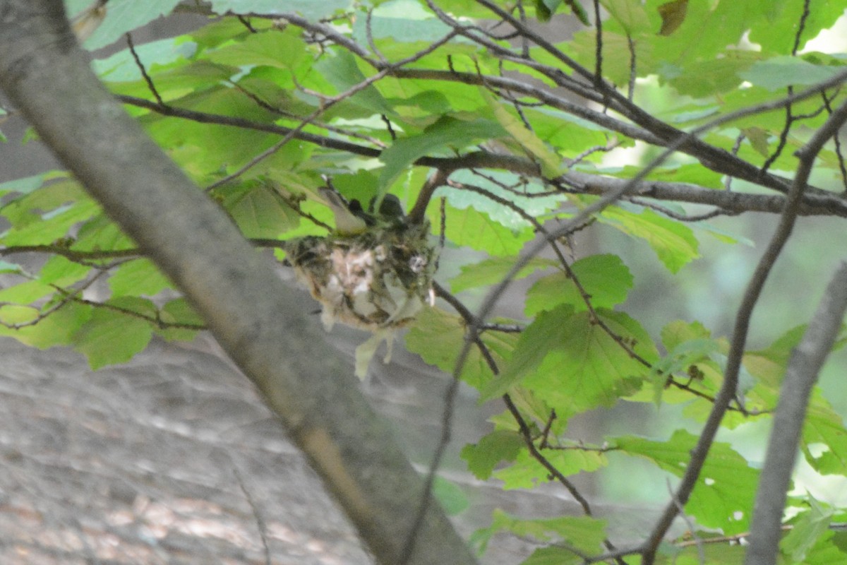Blue-headed Vireo - ML637170920