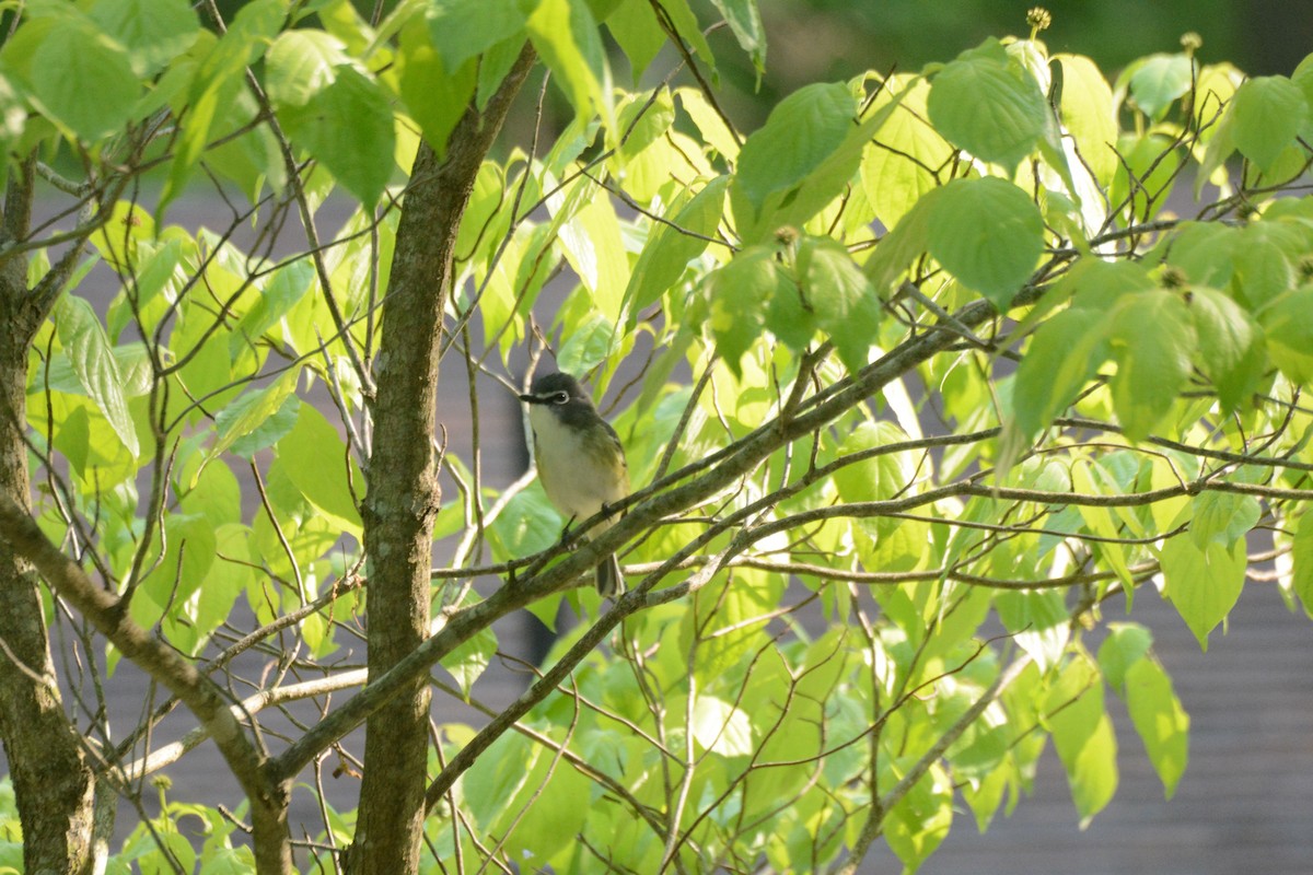 Blue-headed Vireo - ML637170921