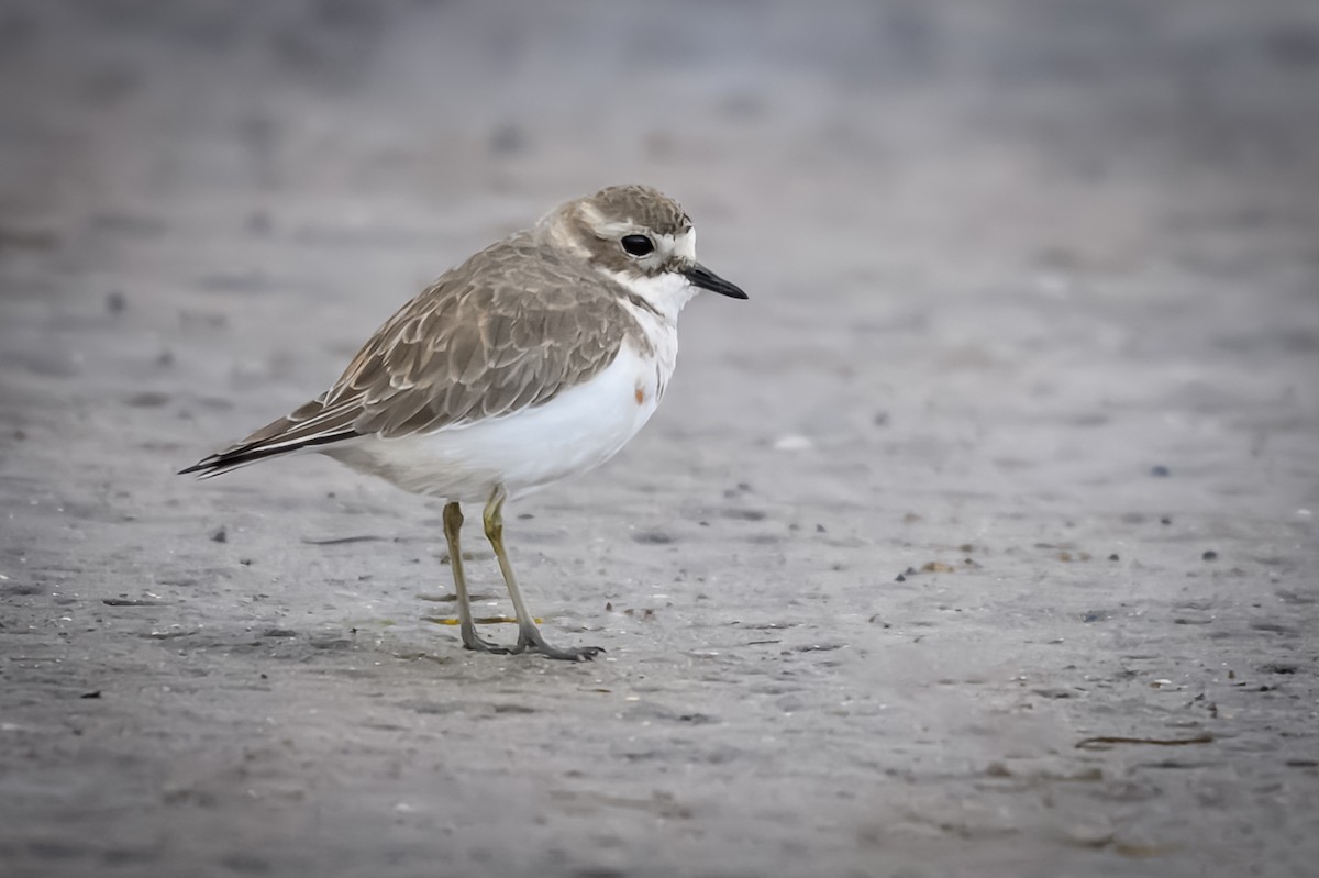 Double-banded Plover - ML637170942