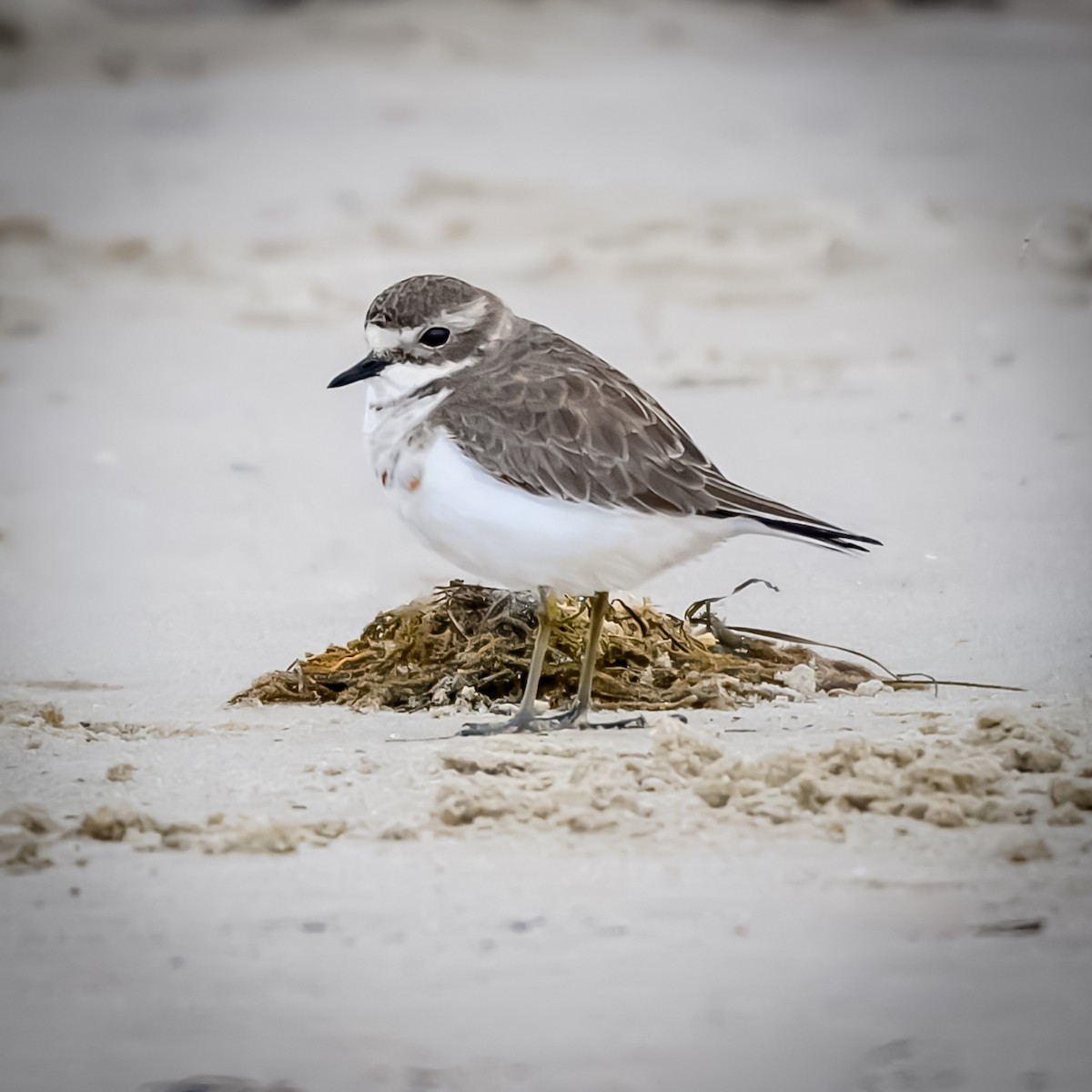 Double-banded Plover - ML637170943