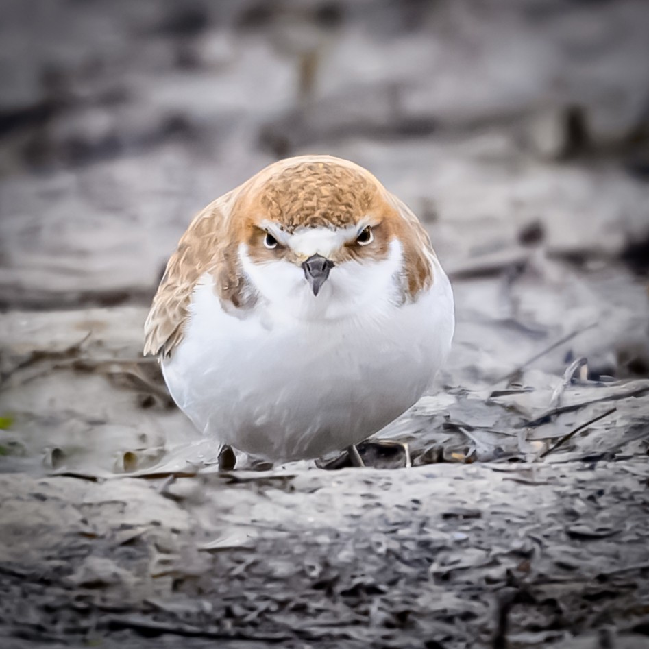 Red-capped Plover - ML637170962