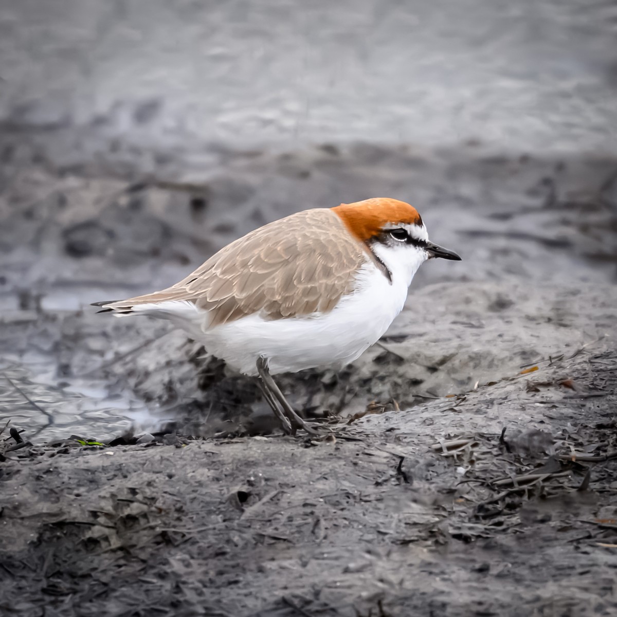 Red-capped Plover - ML637170963