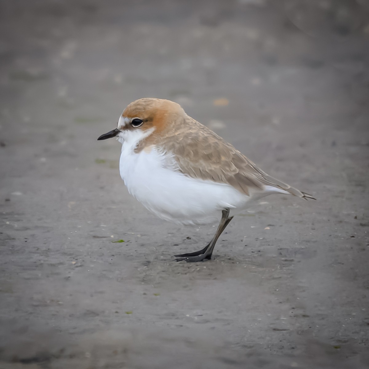 Red-capped Plover - ML637170964