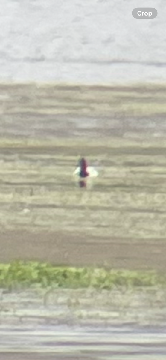 Canvasback - ML637171137