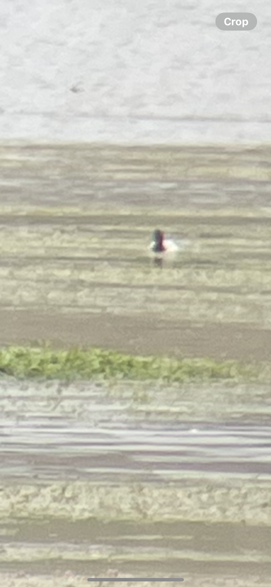 Canvasback - ML637171138