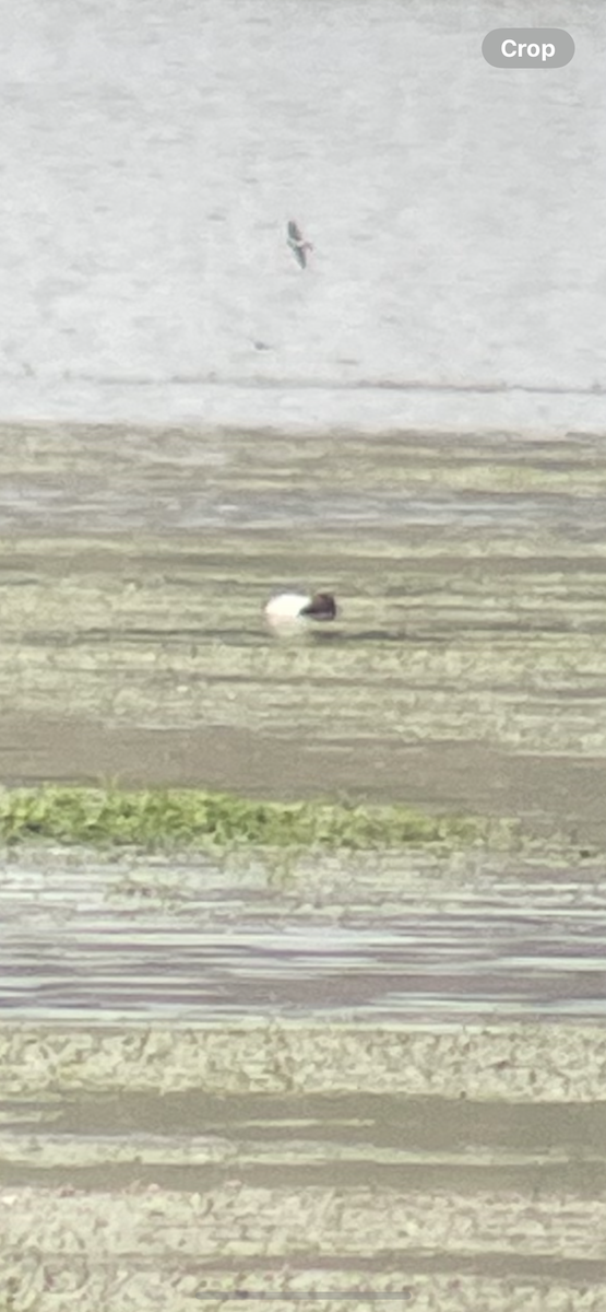 Canvasback - ML637171139
