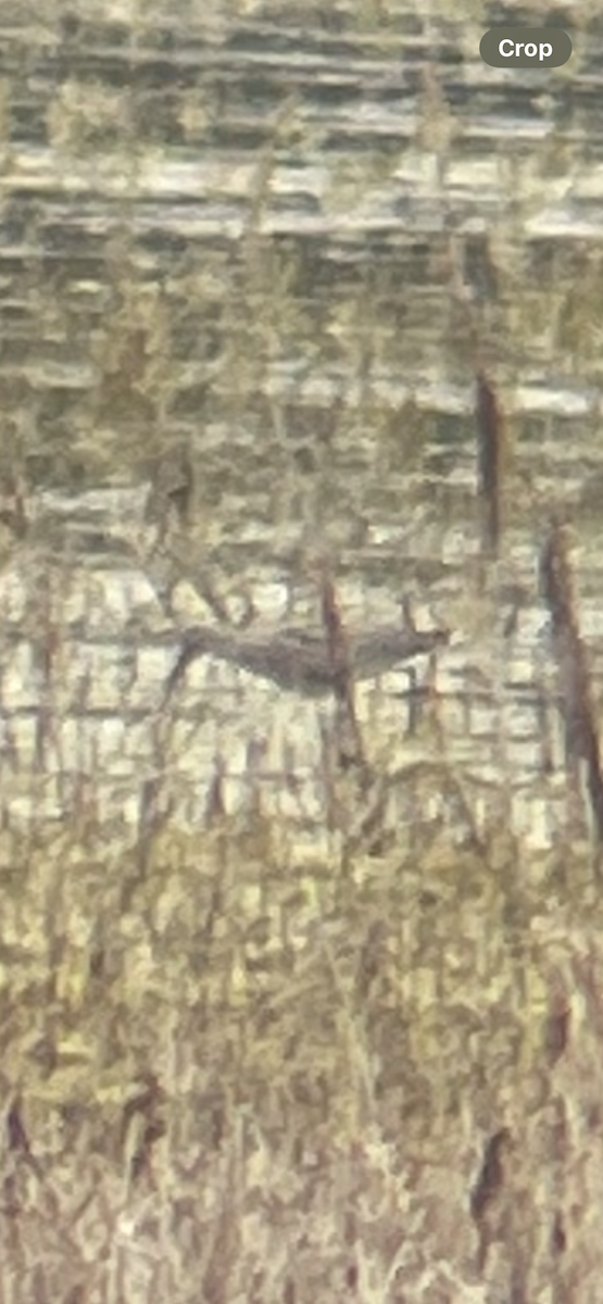 Willet - ML637171159