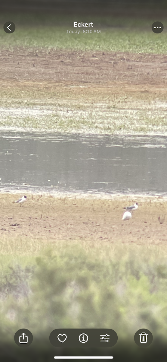 Franklin's Gull - ML637171161