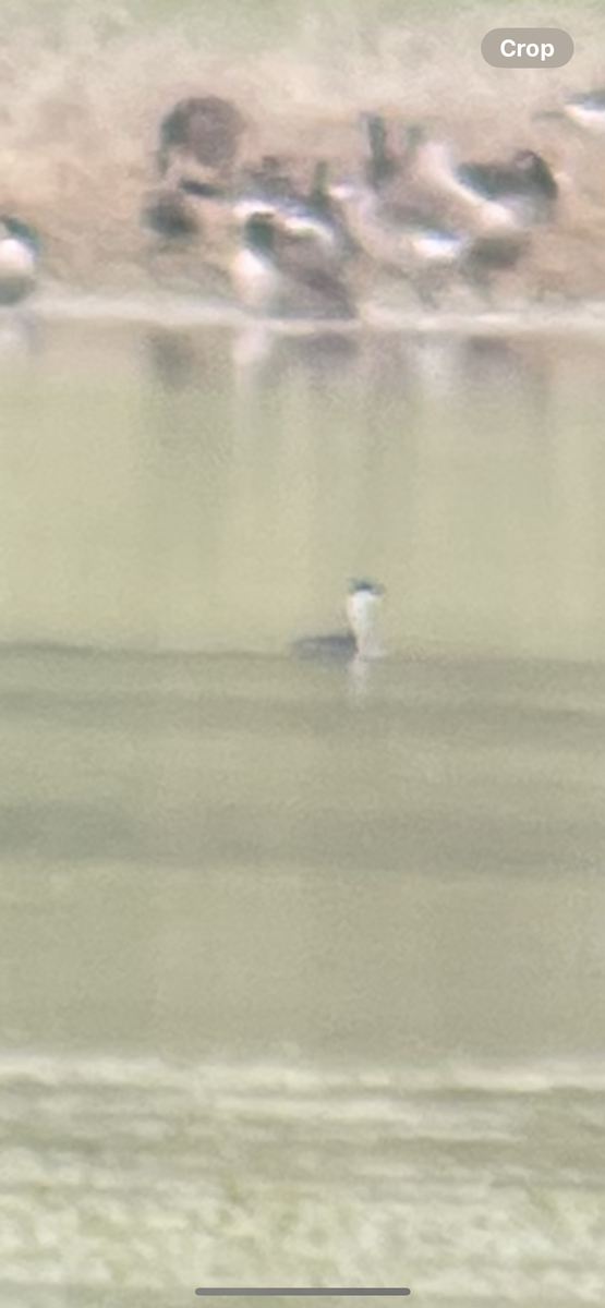 Western Grebe - ML637171170