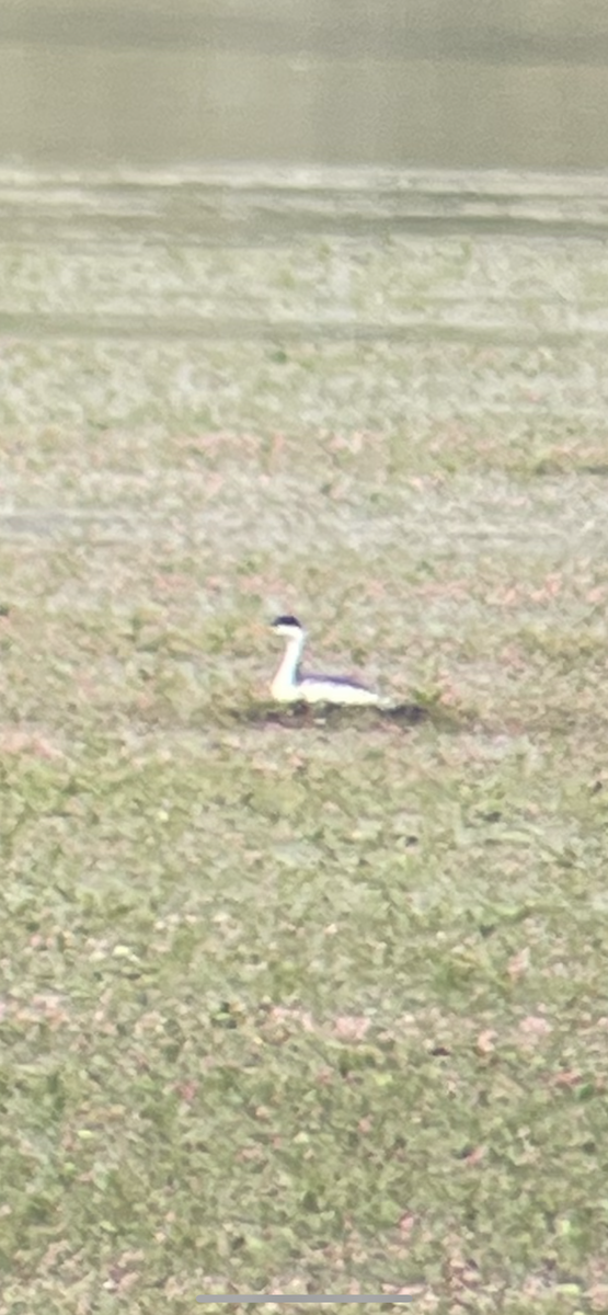 Clark's Grebe - ML637171175