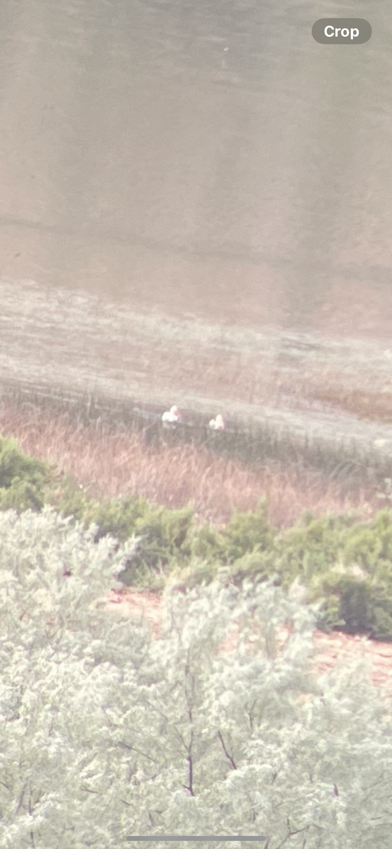 American White Pelican - ML637171185