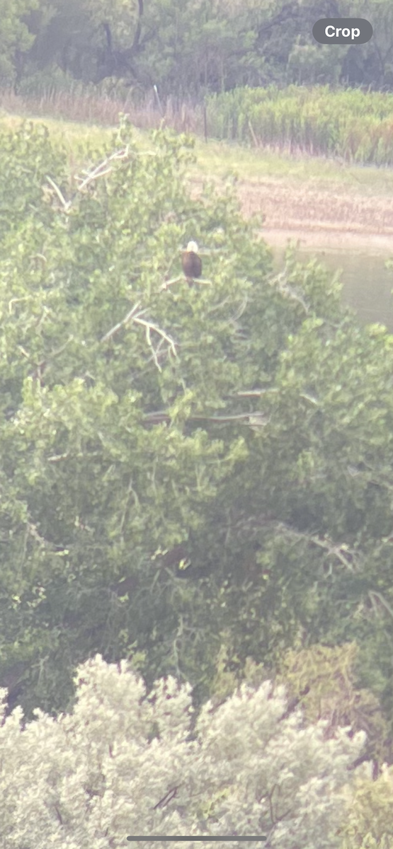 Bald Eagle - ML637171187