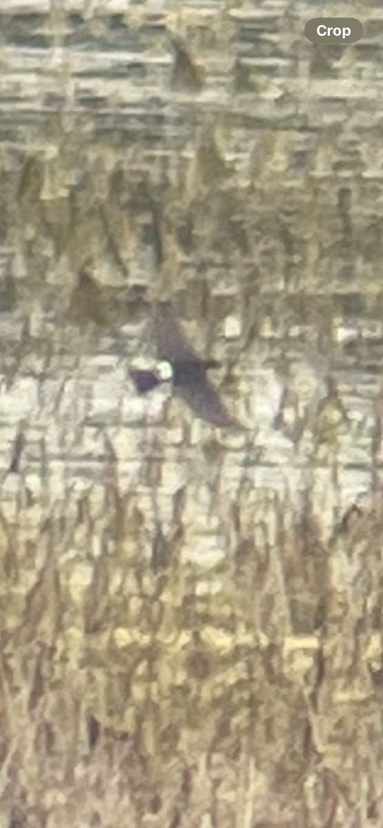 Violet-green Swallow - ML637171190