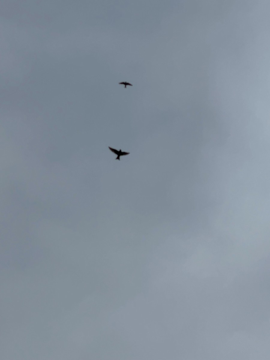 Purple Martin - ML637171196