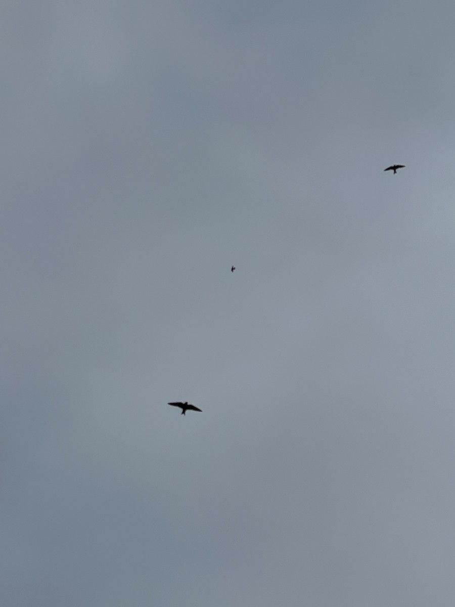 Purple Martin - ML637171197