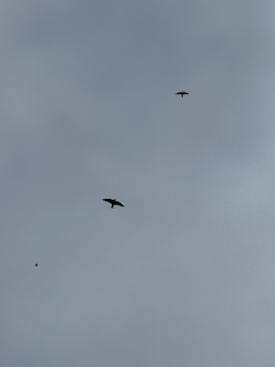 Purple Martin - ML637171198