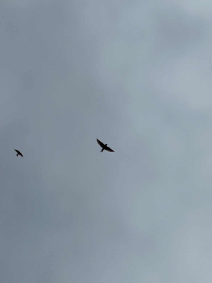 Purple Martin - ML637171199