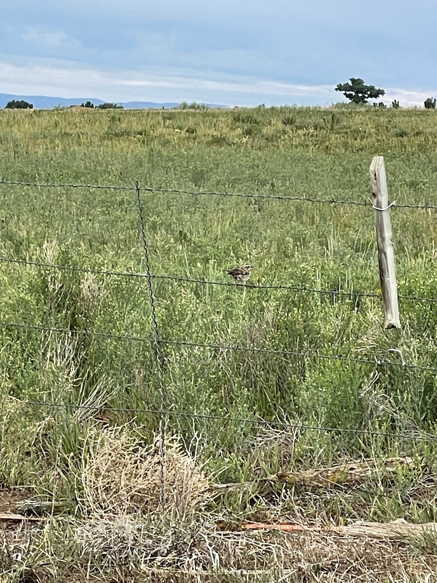 Lark Sparrow - ML637171209