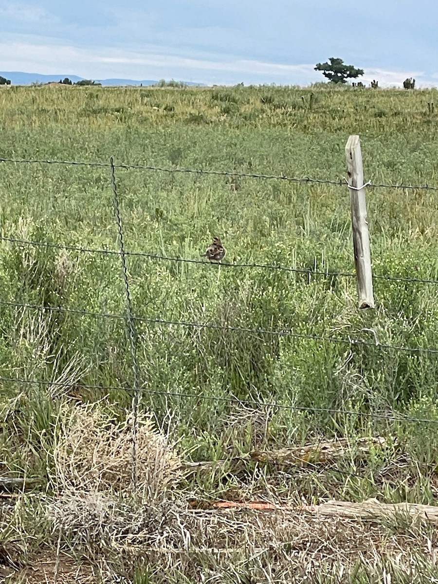 Lark Sparrow - ML637171210